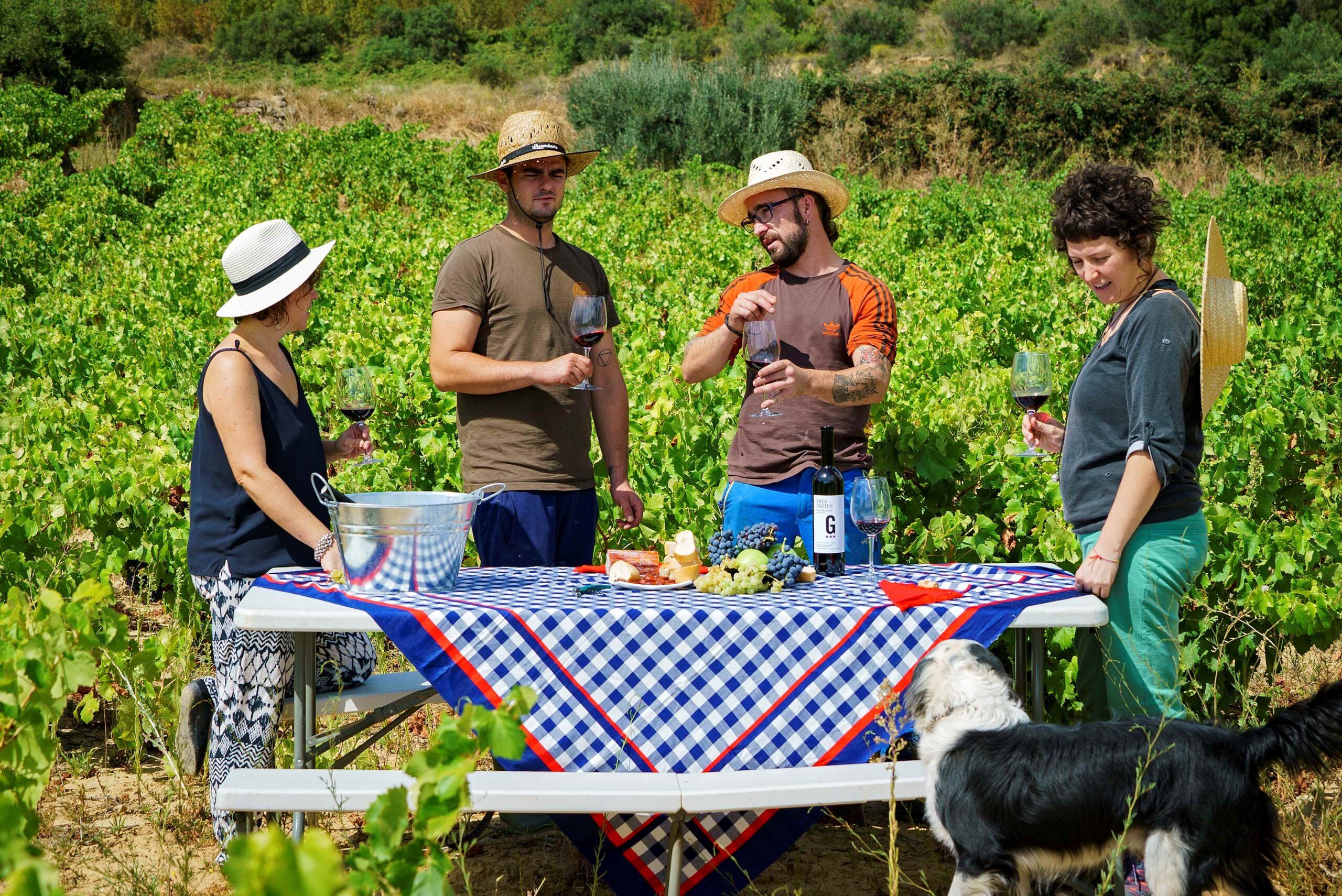 Picnic entre viñedos de la Ruta del vino de Navarra